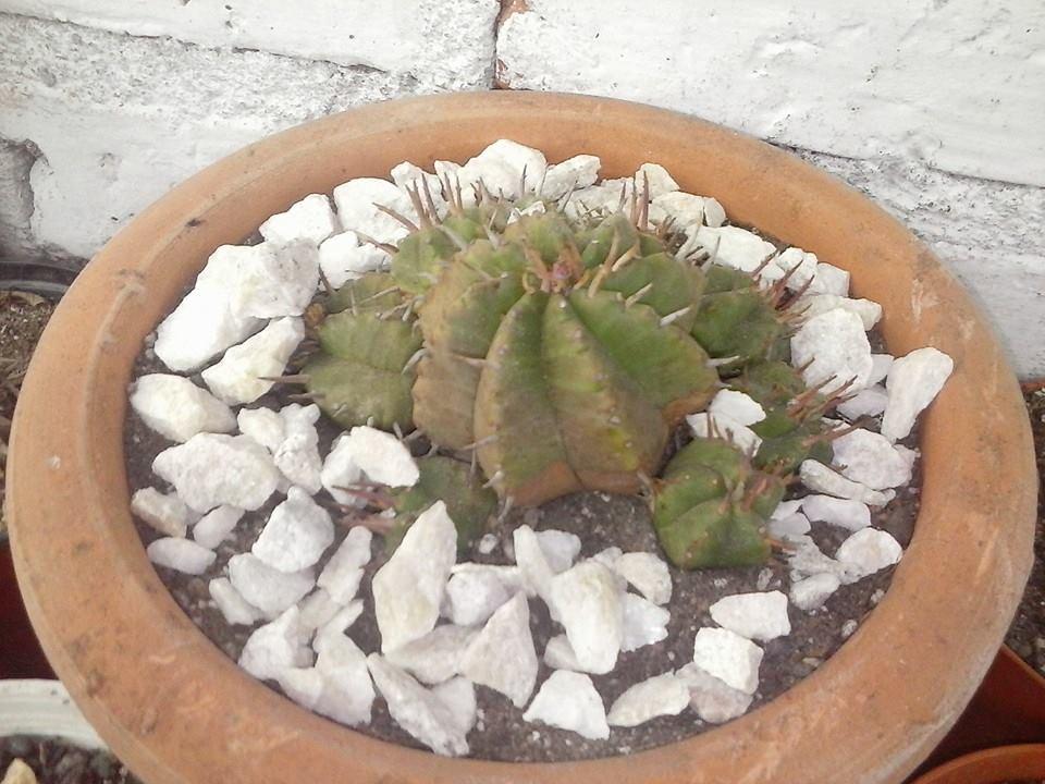 11811526_416384598553422_6163130469258328176_n