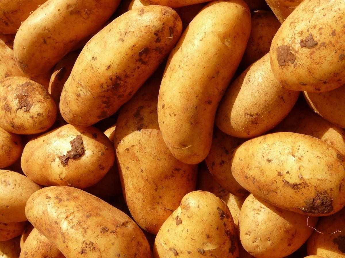 patatas para puré de patatas