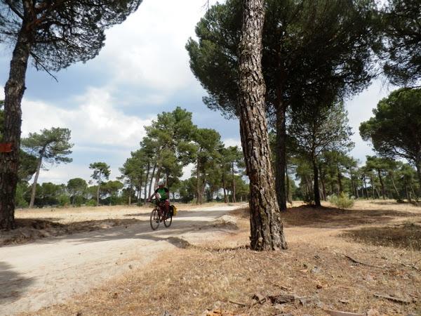 pinares-de-segovia-camino-de-santiago-de-madrid