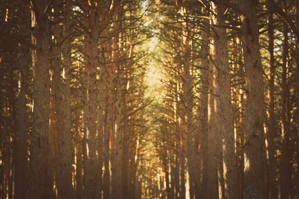 boda vintage - Decoración de bodas en All Lovely Party