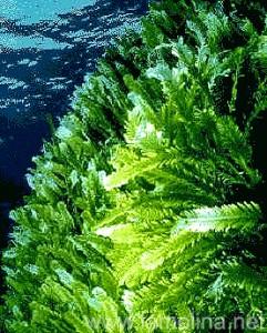 chlorella-mar