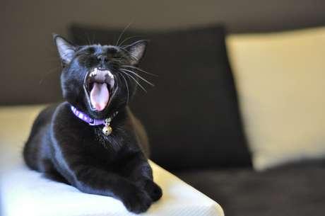 poner-cascabel-al-gato-error-2