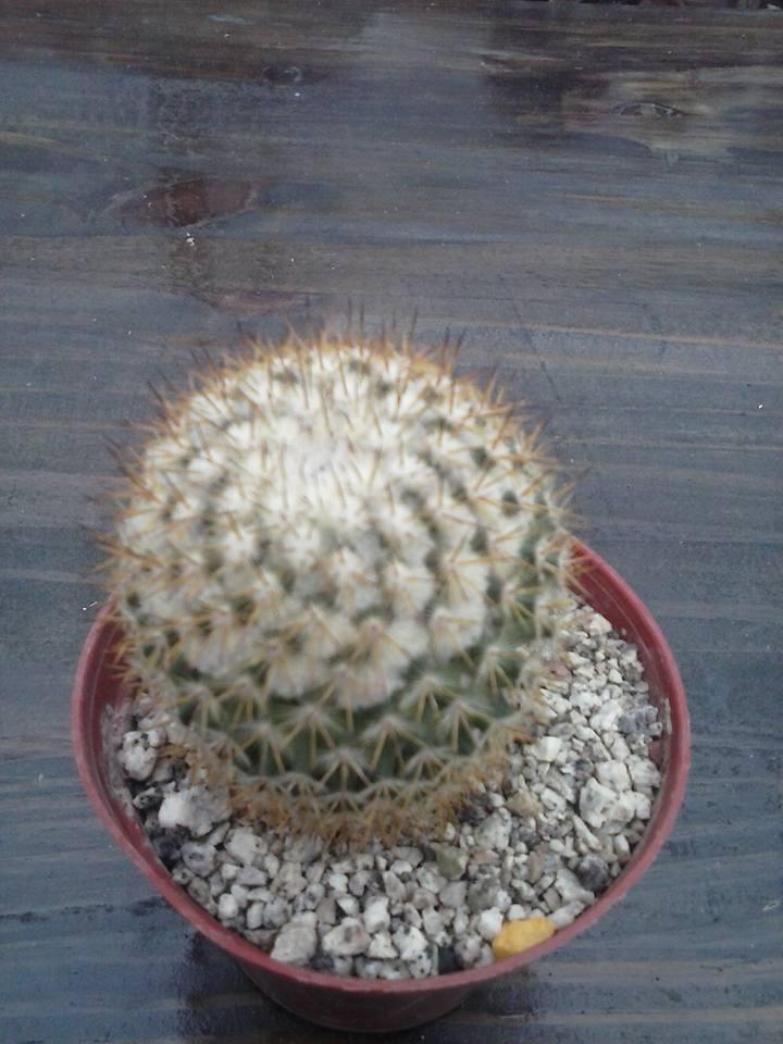 11145069_10203461213525178_2395771058271546778_n