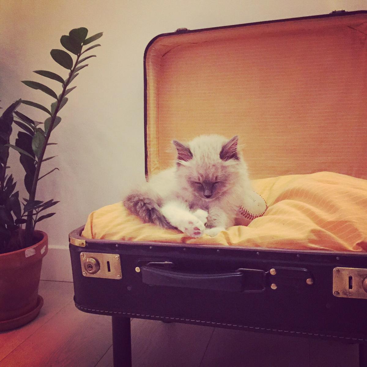Camas para gatos restaurando maletas vintages