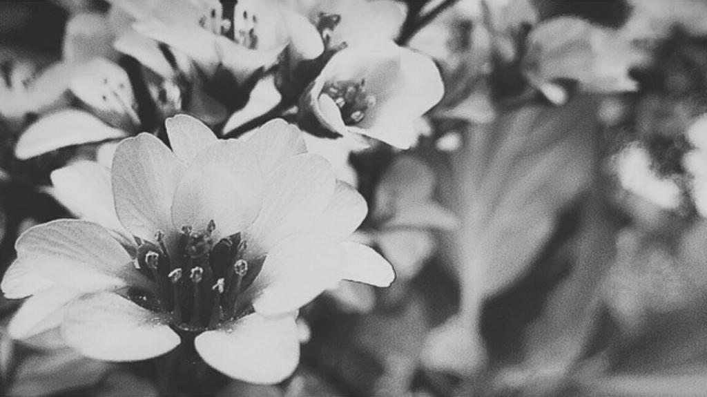 flores-blanco-negro