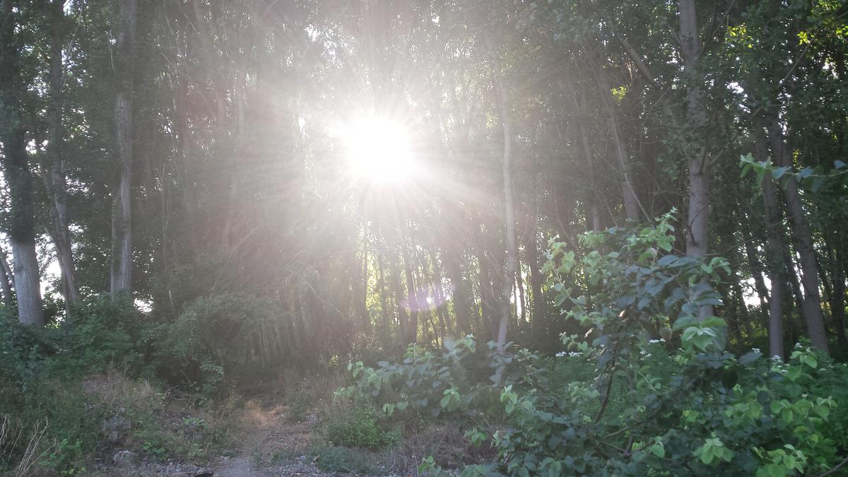 Bosque-Sol-Selva