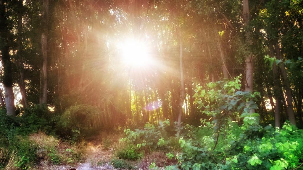 Sol-Bosque-fotografía-móvil-smartphone