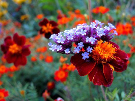 Jardín Botánico de Uppsala
