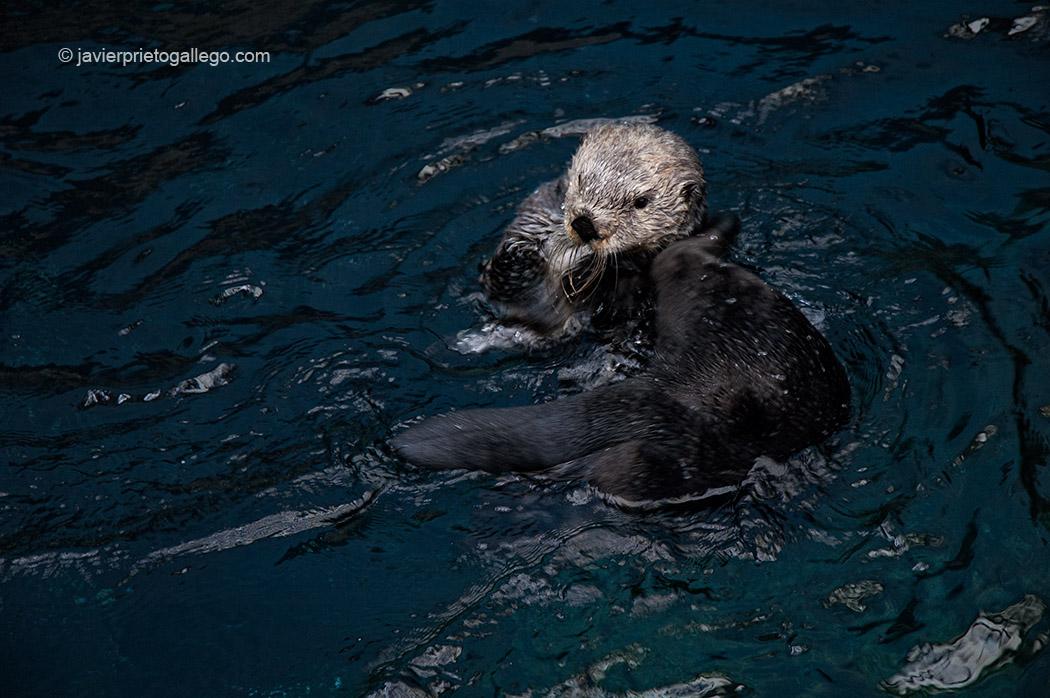Las nutrias están entre los inquilinos más populares del oceanario de Lisboa. Portugal, 2005 © Javier Prieto Gallego;