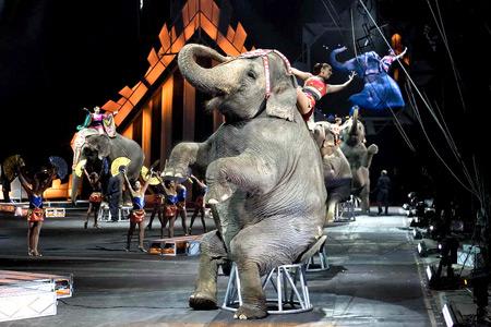 elefante_circo