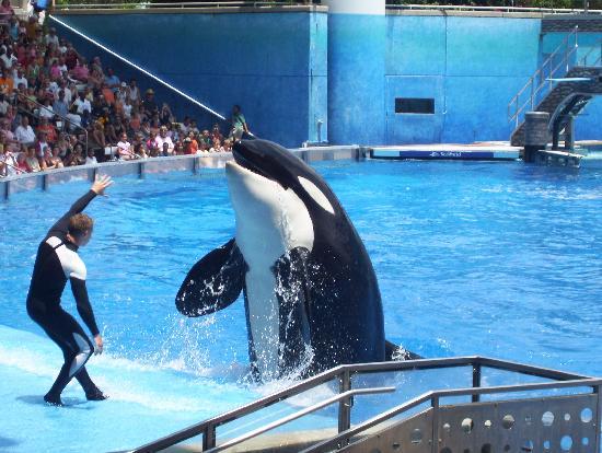 shamu-sea-world-centre