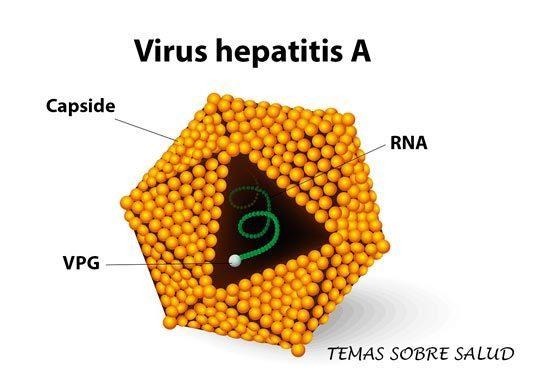Hepatitis