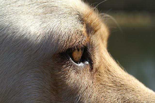 Ojos caninos