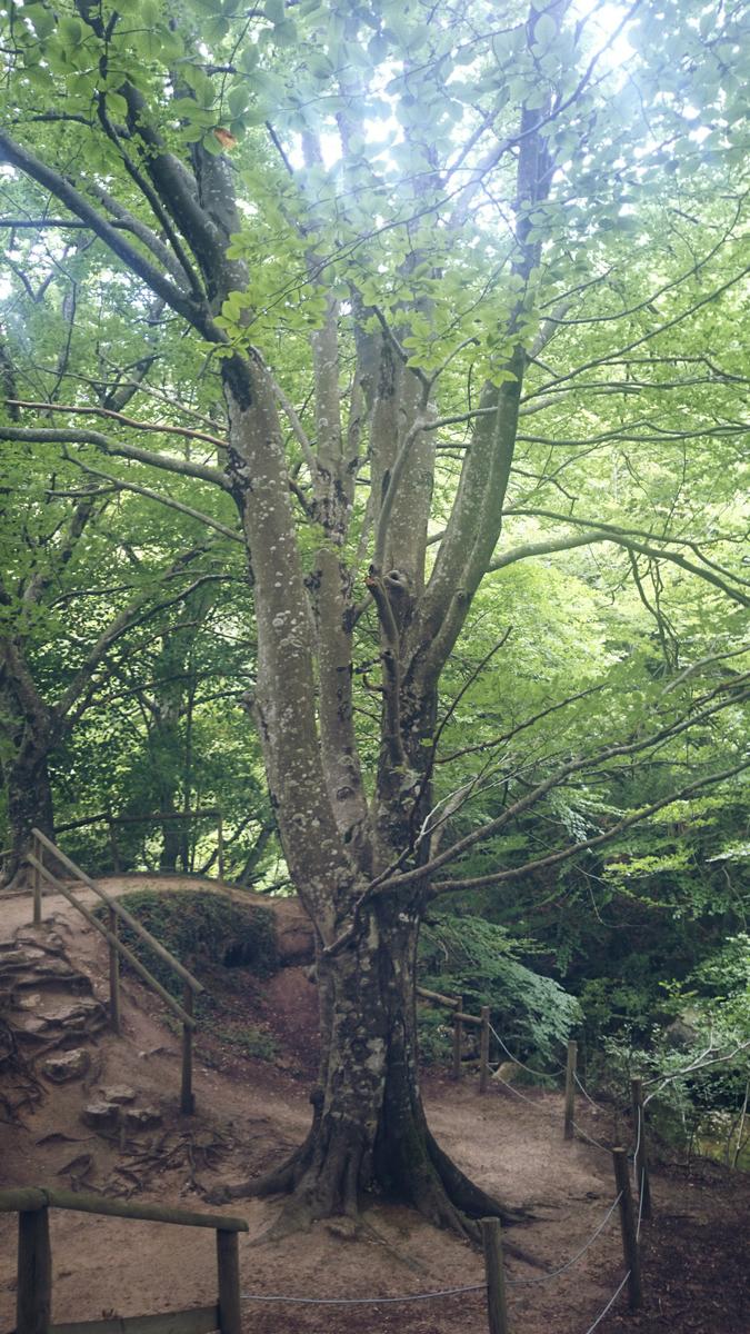 nacederodelurederra-bosque2