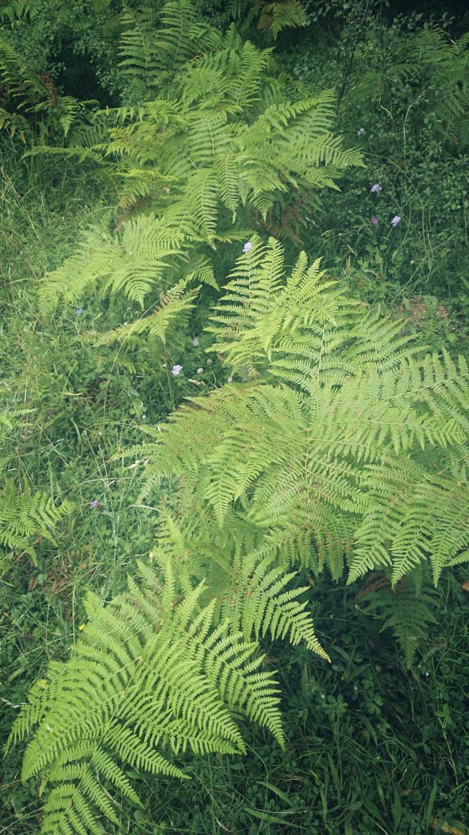 nacederodelurederra-helechos