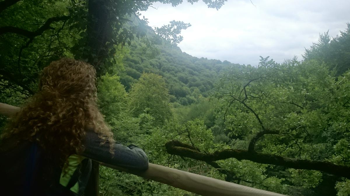 nacederodelurederra-bosque