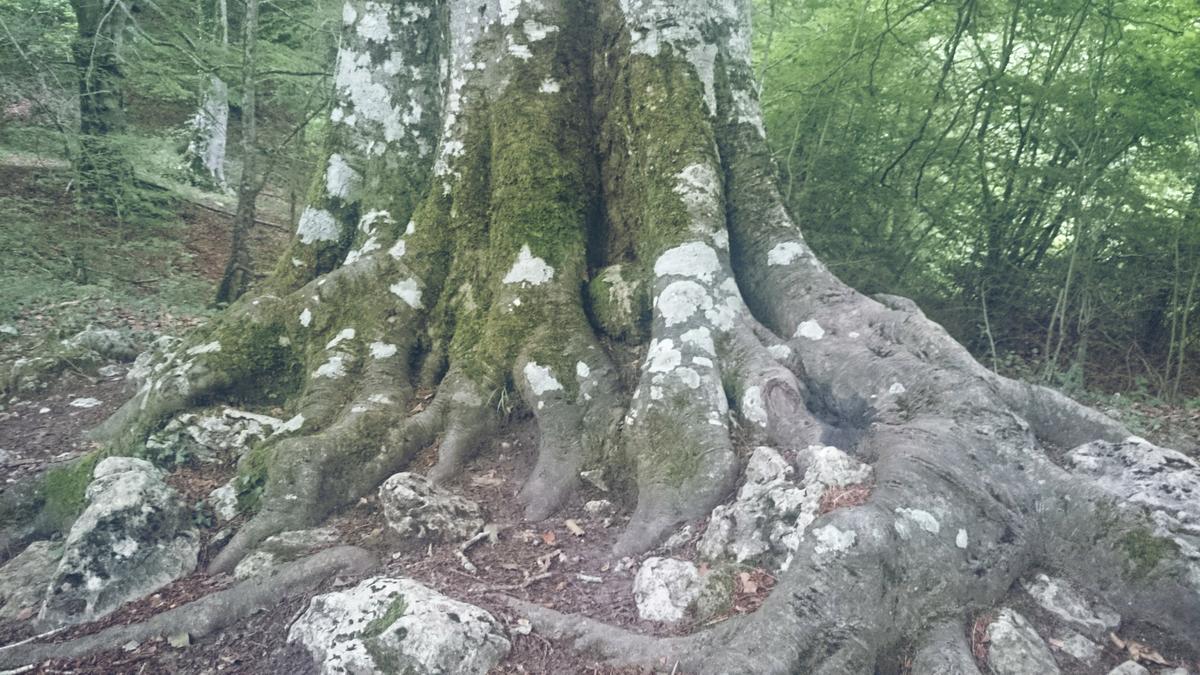 nacederodelurederra-raices1