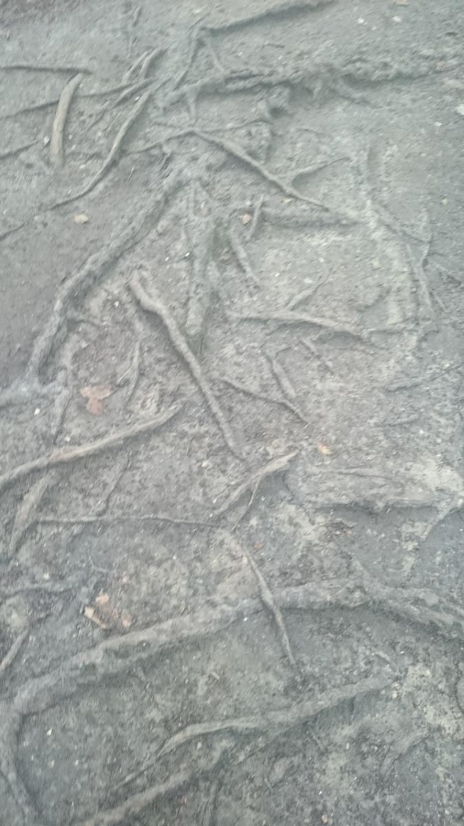 nacederodelurederra-raices