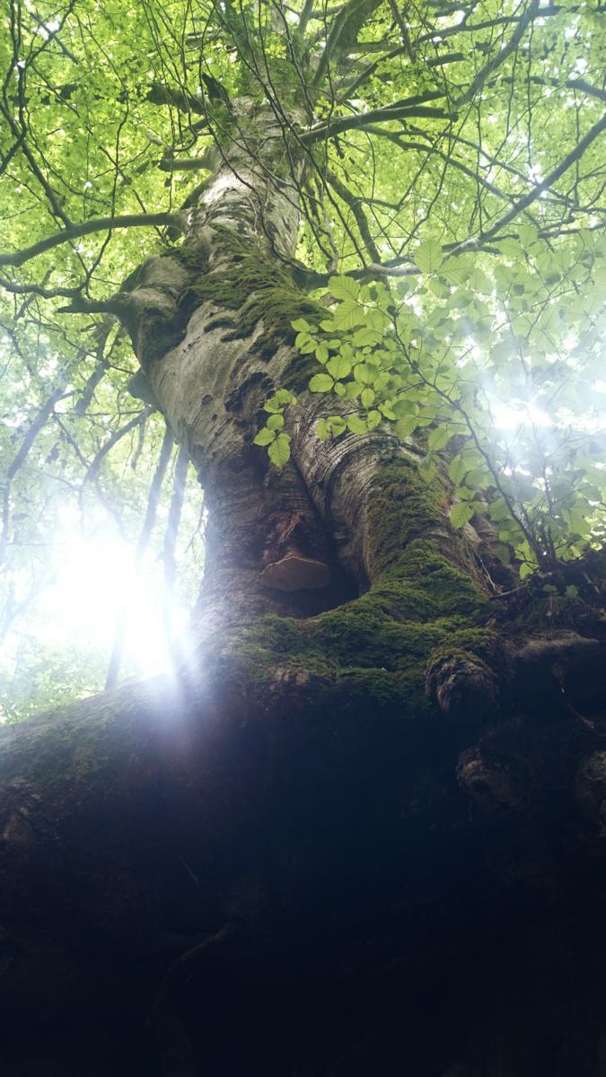 nacederodelurederra-arbol