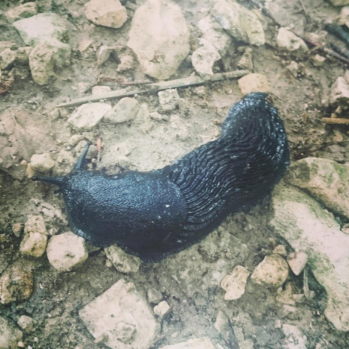 nacederodelurederra-limaco