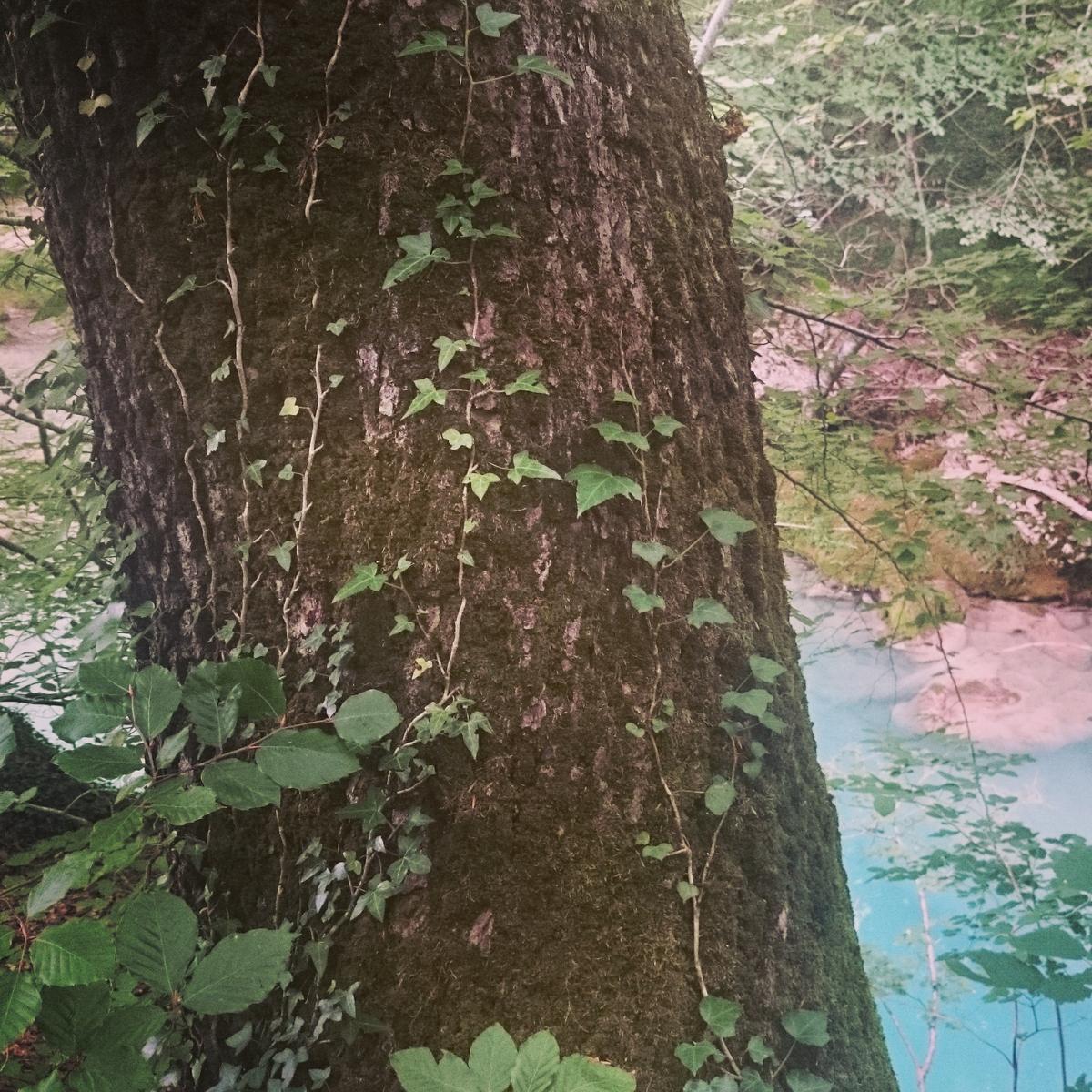 nacederodelurederra-troncoconhiedra