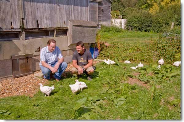 Criadores de pollos que utilizan aceite de orégano y canela en lugar de los antibióticos