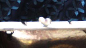 DSC03238