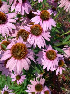 Echinacea-jalea-plantas-medicinales