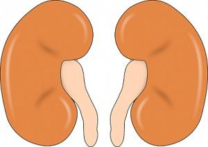 Tres plantas para limpiar los riñones de forma natural