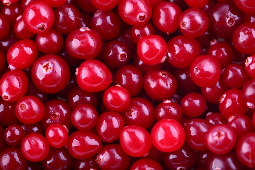 cranberry-planta-medicinal-verano