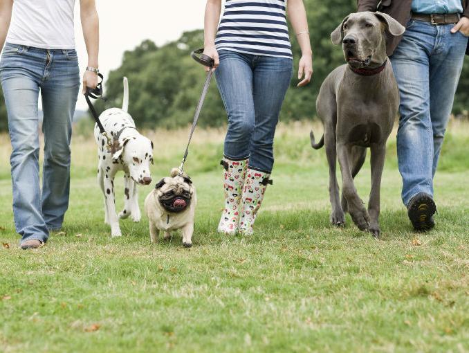 personas_paseando_perros