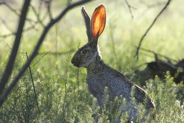 jackrabbit-673965_640