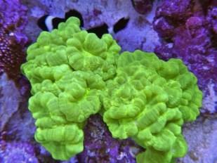 candy-cane-kryptonite_zps982a5b03