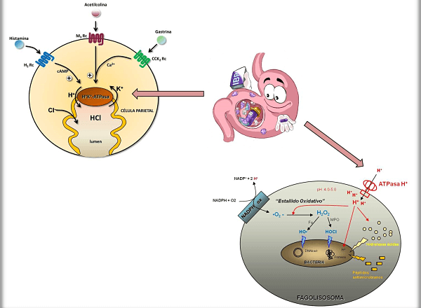 Tratamiento de la gastritis crónica