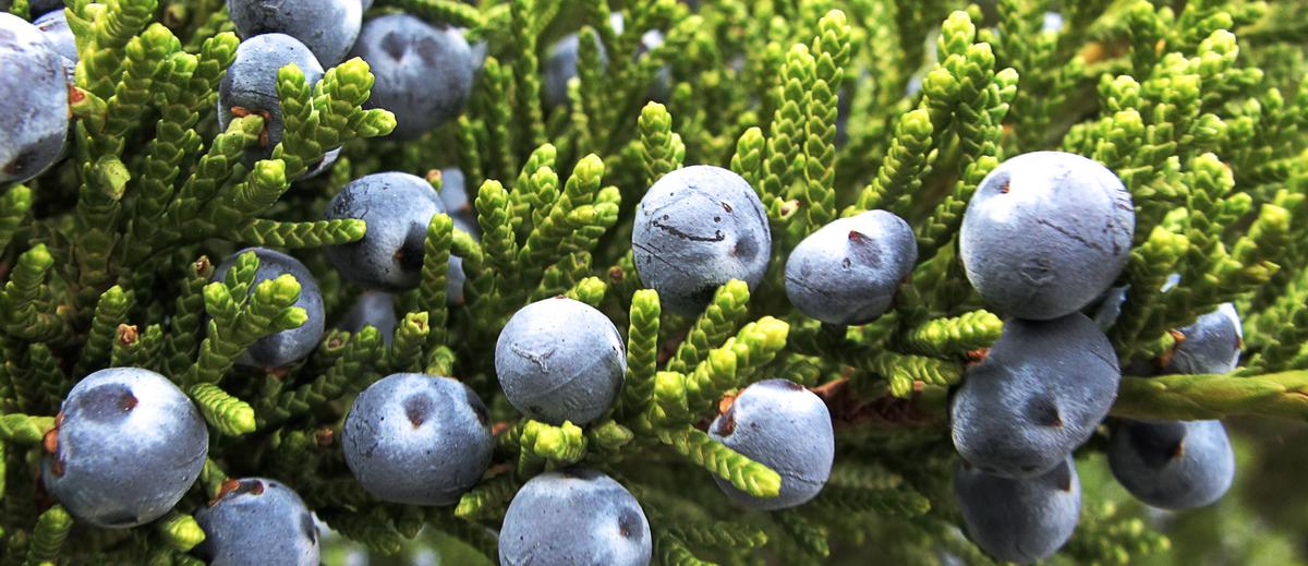 preparar un gin tonic