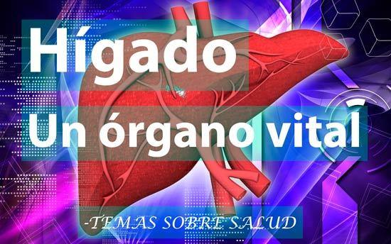 Hígado