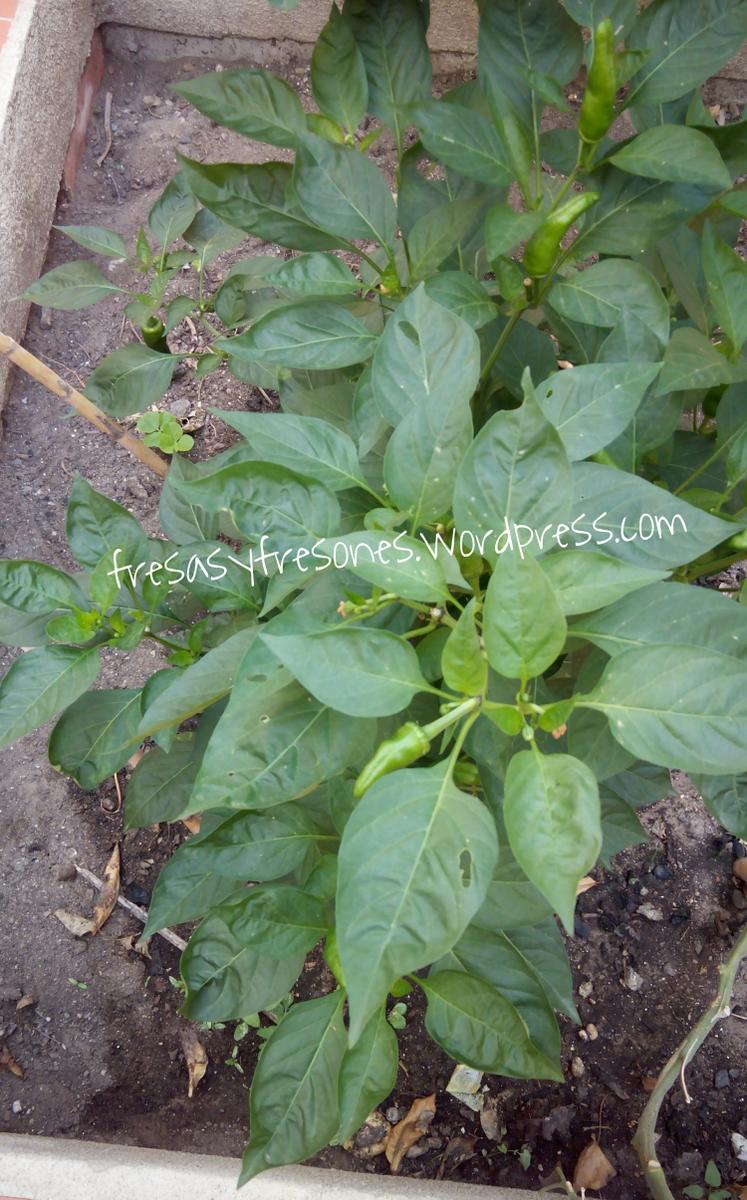 PicsArt_1440663538288