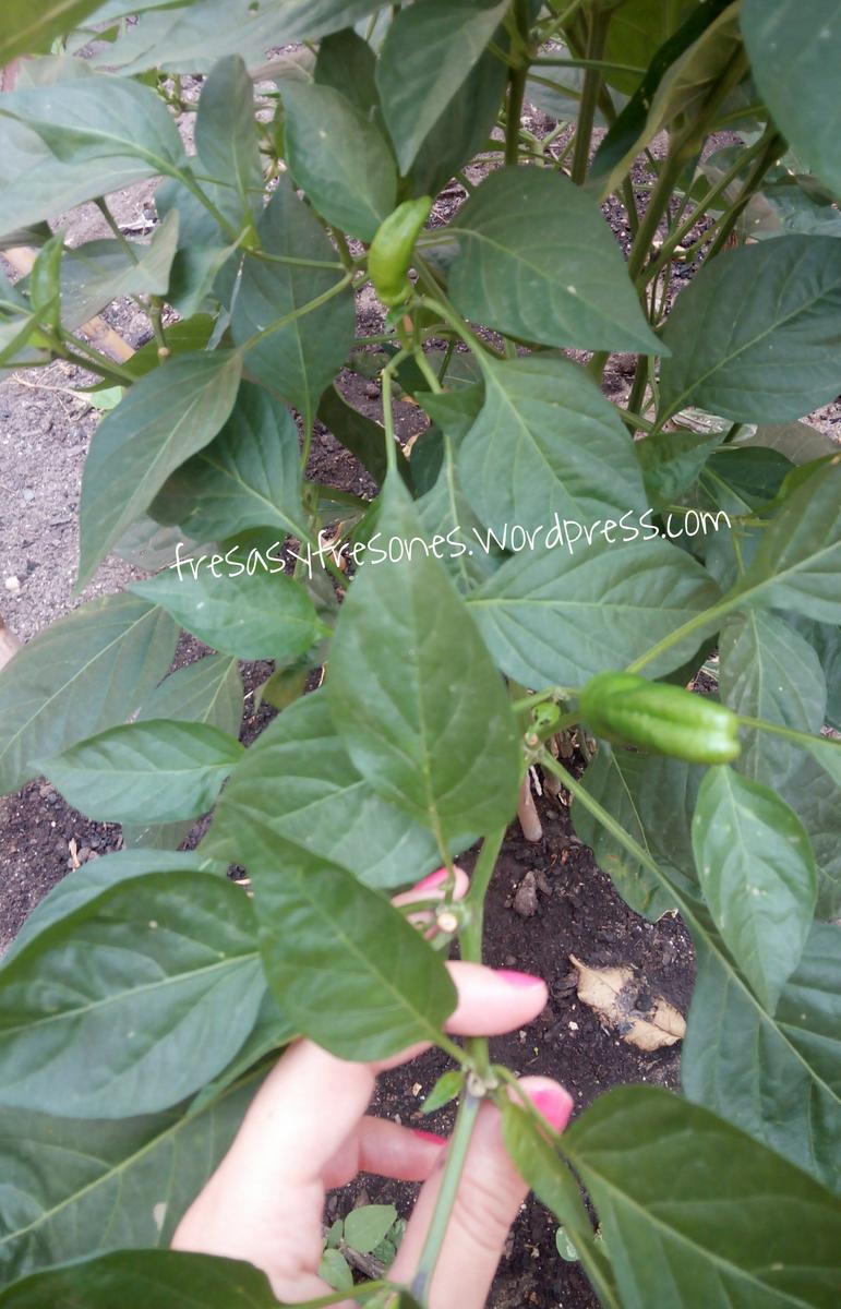 PicsArt_1440663604147