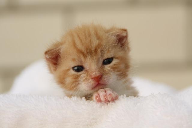 cat-329215_640