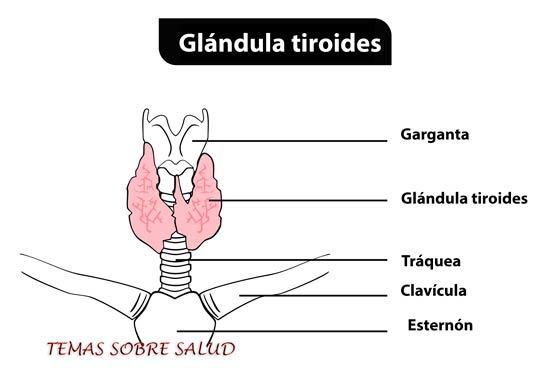 tiroides hipoactiva