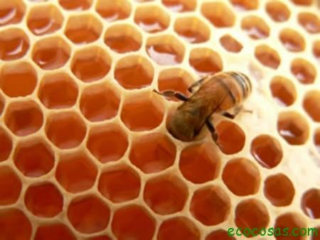 abeja-miel