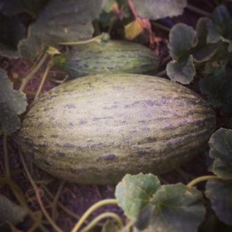 melones