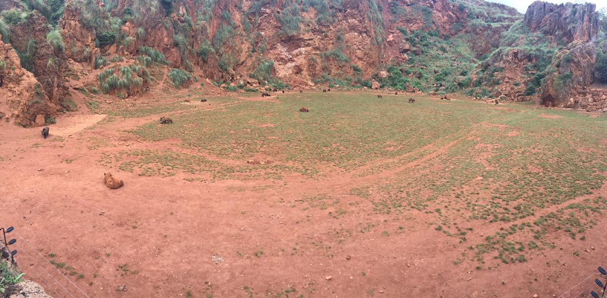 Osos pardo Cabarceno