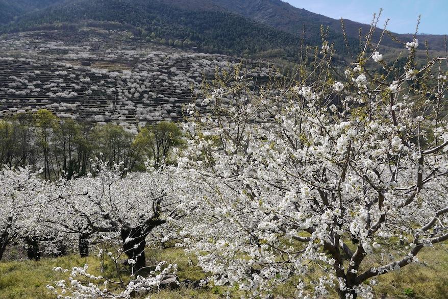 Visita al Valle del Jerte