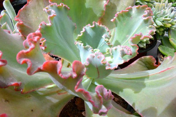 como cuidar suculentas