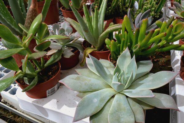 como cuidar suculentas