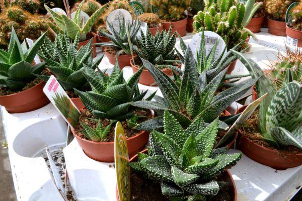 como cuidar suculentas