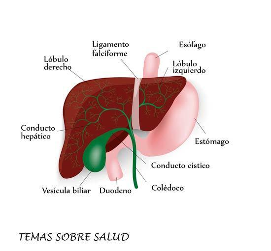 Higado-y-sus-conductos