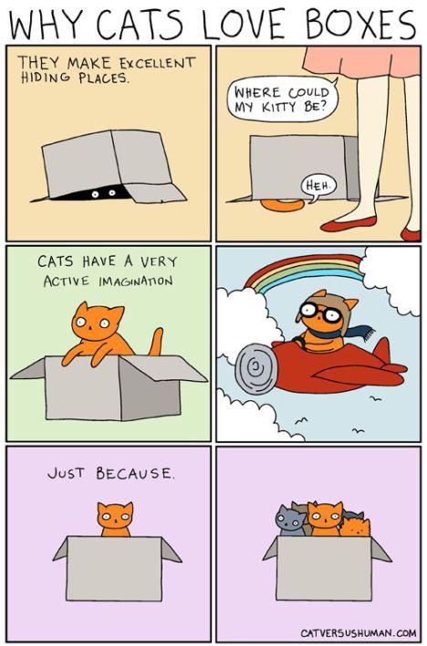 gatos y cajas