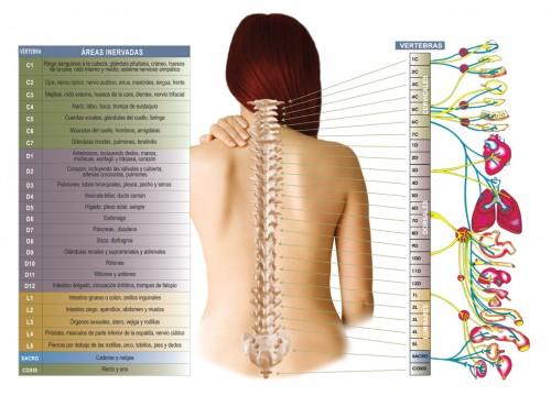 Cosas que quizás no sabias acerca de la columna vertebral